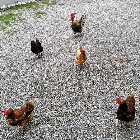 Haus Oswald Am B&B 헤르마고