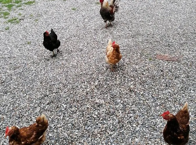 Haus Oswald Am 3* Hermagor-Pressegger See